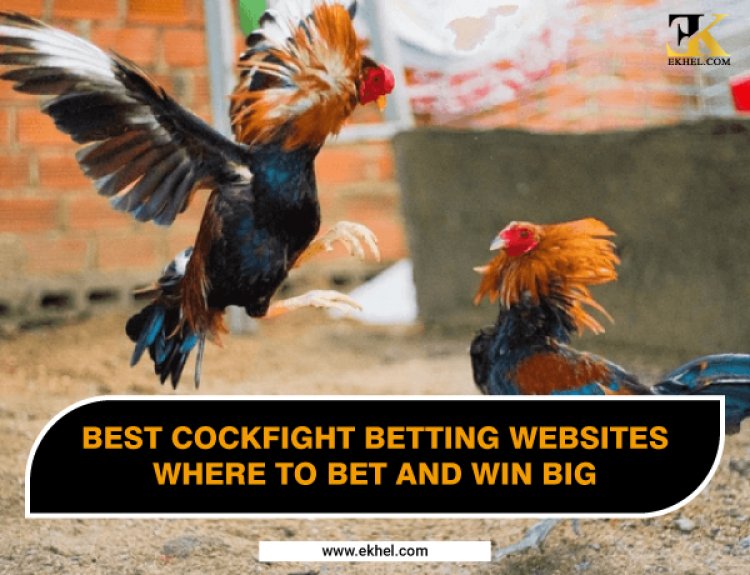 Best Cockfight Betting Websites: Where to Bet and Win Big